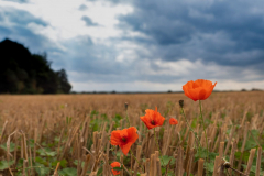 20200823-P1100820-2-scaled